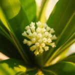 kwiat zamiokulkas kwitnienie