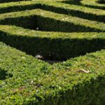 Elegancki żywopłot z cisa w ogrodzie formalnym