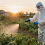 Oprysk na chwasty wykonywany wieczorem, gdy słońce zachodzi