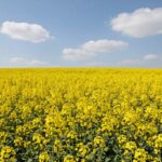 Pole rzepaku w pełnym kwitnieniu, rozległe żółte kwiaty na polu uprawnym pod błękitnym niebem