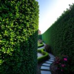 laurowiśnia na żywopłot opinie